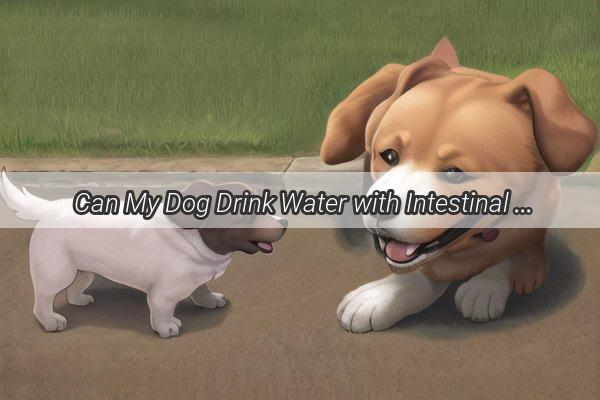 Can My Dog Drink Water with Intestinal Inflammation A Hydration Guide for Furry Friends